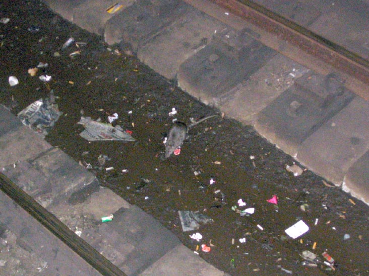 Rat, Vernon Boulevard-Jackson Avenue Subway Station, Hunters Point, Long Island City, Queens, October 31, 2006