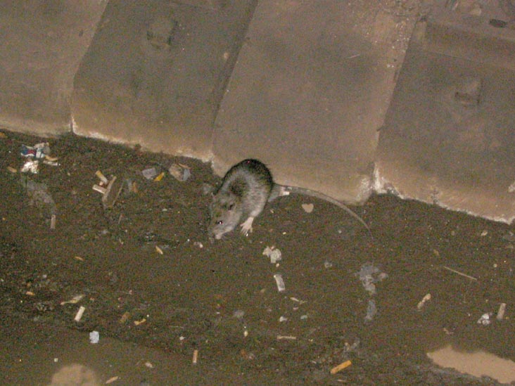 Rat, Vernon Boulevard-Jackson Avenue Subway Station, Hunters Point, Long Island City, Queens, October 31, 2006