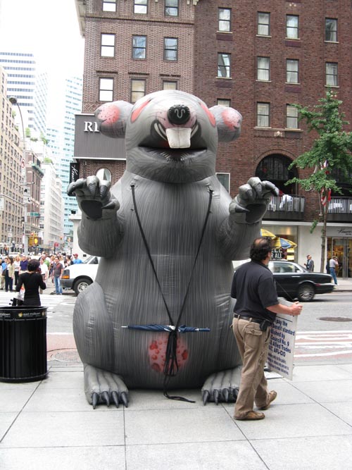 Union Rat, 57th Street and Lexington Avenue, NW Corner, Midtown Manhattan, June 26, 2009