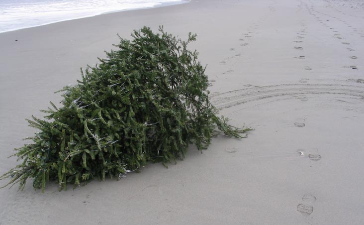 Discarded Christmas Tree, Rockaway Beach, Queens, January 2, 2005