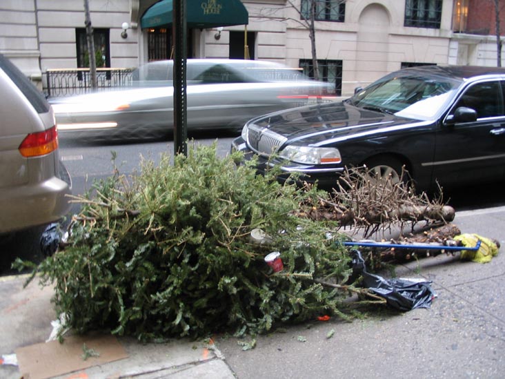 Discarded Christmas Tree, East 62nd Street between Fifth Avenue and Madison Avenue, Upper East Side, Manhattan