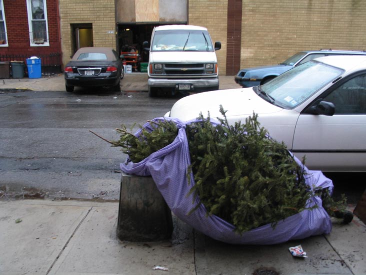 Discarded Christmas Tree, 50th Avenue between Vernon Boulevard and 5th Street, Long Island City, Queens