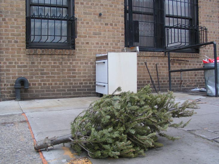 Discarded Christmas Tree, Greenpoint Avenue, Greenpoint, Brooklyn