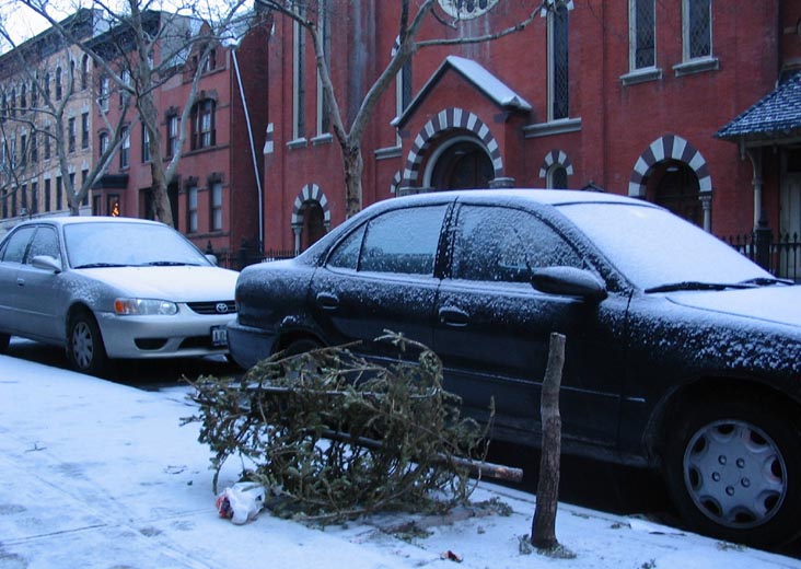 Discarded Christmas Tree, Kent Street, Greenpoint, Brooklyn