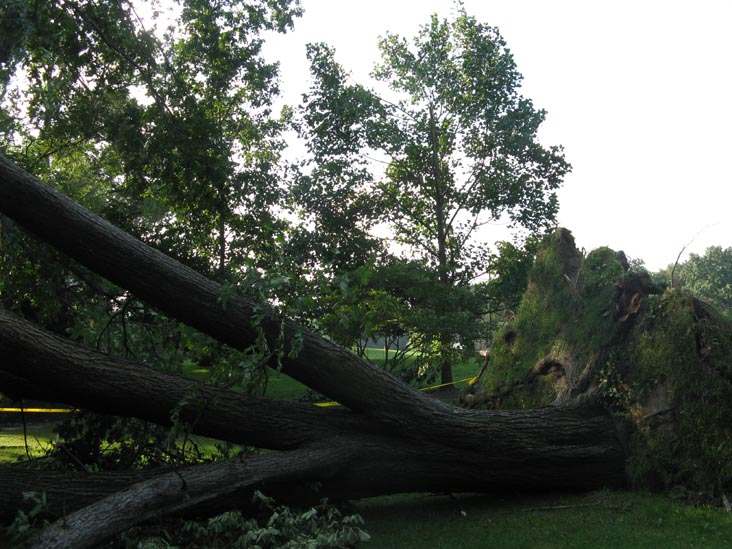 August 18, 2009 Storm Aftermath, North Meadow, Central Park, Manhattan, August 21, 2009