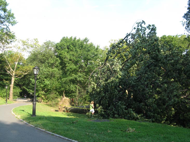 August 18, 2009 Storm Aftermath Between North Meadow and West Drive, Central Park, Manhattan, August 21, 2009