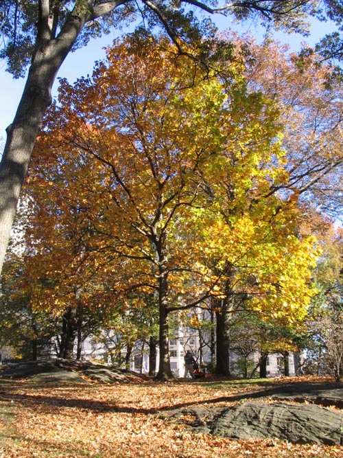 Central Park Near the 66th Street Transverse, Manhattan, November 17, 2005