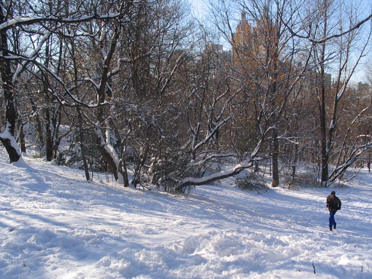 The Ramble, Central Park, Manhattan, December 9, 2005