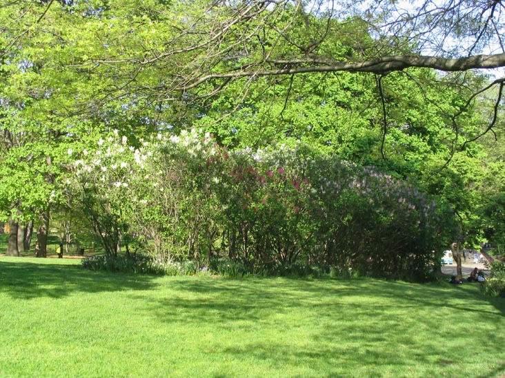 Lilacs Near Sheep Meadow Central Park, Manhattan
