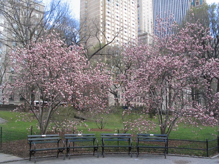 Magnolias, Wien Walk, Central Park, Manhattan, April 6, 2006