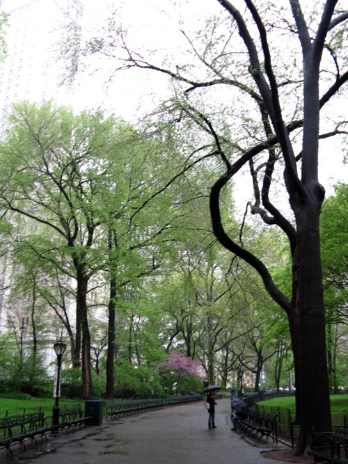 Wien Walk, Central Park, Manhattan, April 28, 2008