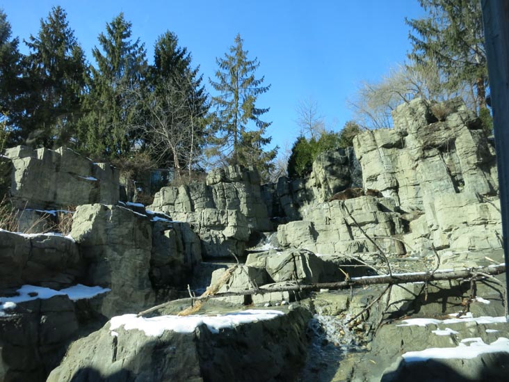 Grizzly Bears, Central Park Zoo, Central Park, Manhattan, January 25, 2015