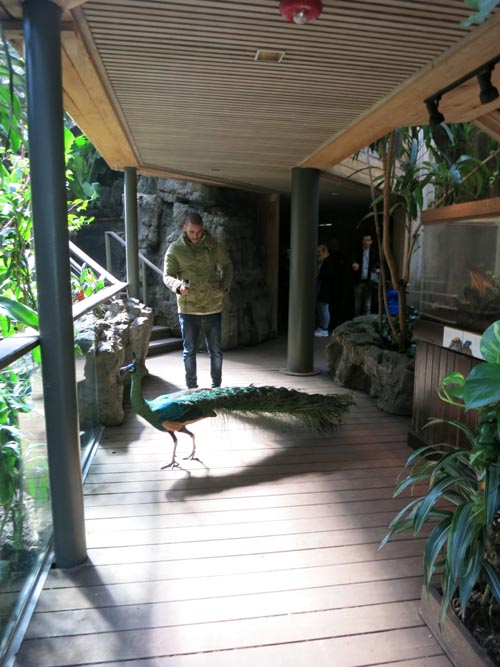 Peacock, Tropic Zone, Central Park Zoo, Central Park, Manhattan, March 9, 2015