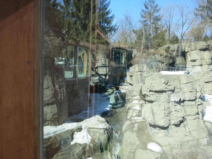 Grizzly Bears, Central Park Zoo, Central Park, Manhattan, March 9, 2015