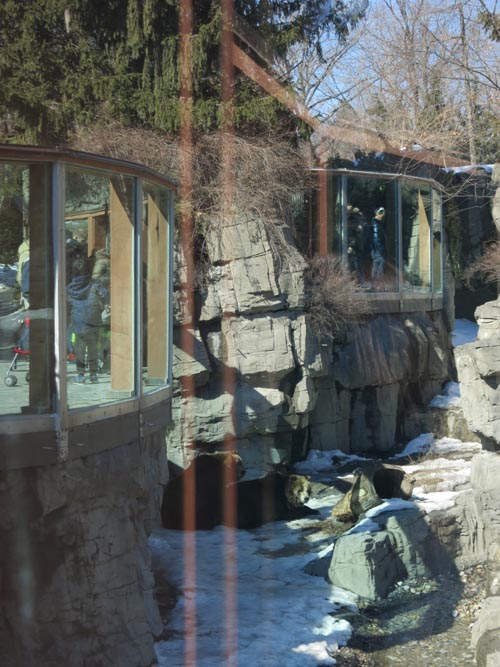 Grizzly Bears, Central Park Zoo, Central Park, Manhattan, March 9, 2015