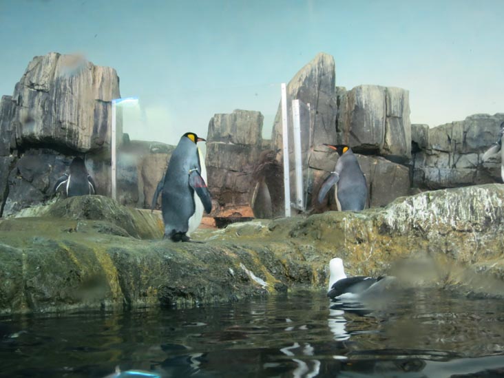 Penguin House, Central Park Zoo, Central Park, Manhattan, March 9, 2015