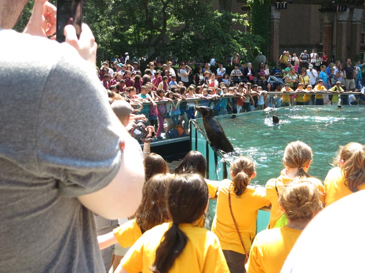 Sea Lions, Central Park Zoo, Central Park, Manhattan, June 20, 2013