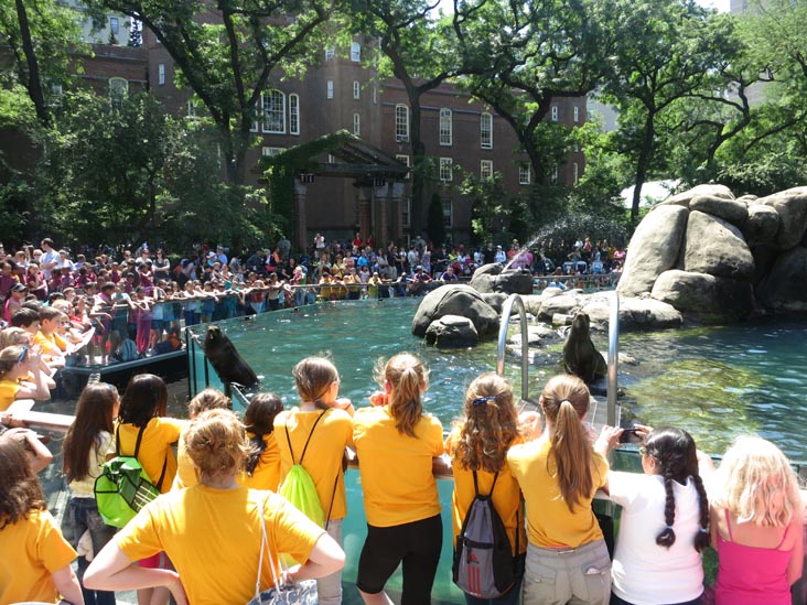 Sea Lions, Central Park Zoo, Central Park, Manhattan, June 20, 2013