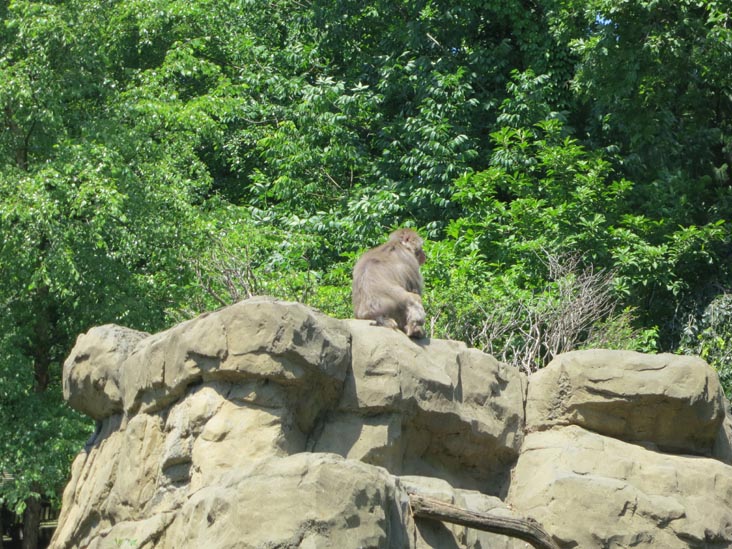Snow Monkeys, Central Park Zoo, Central Park, Manhattan, June 20, 2013