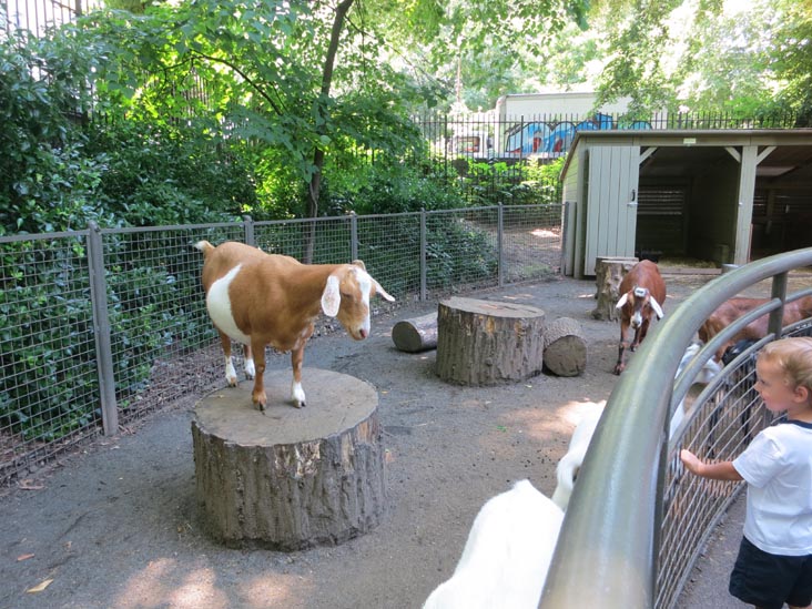 Children's Zoo, Central Park Zoo, Central Park, Manhattan, June 20, 2013