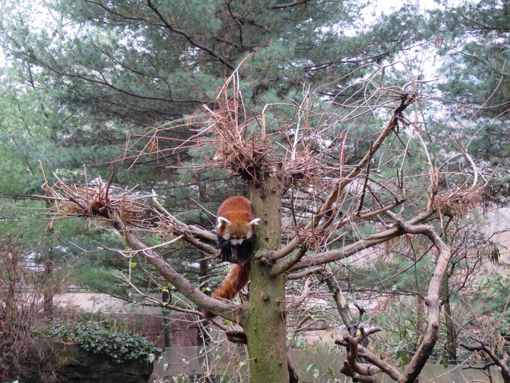 Red Panda, Central Park Zoo, Central Park, Manhattan, December 5, 2013