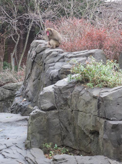 Snow Monkeys, Central Park Zoo, Central Park, Manhattan, December 5, 2013