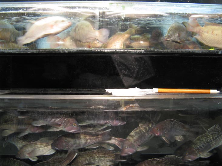 Fish in Tanks, Yee Li Restaurant, 1 Elizabeth Street, Chinatown, Lower Manhattan, October 10, 2009, 7:43 p.m.