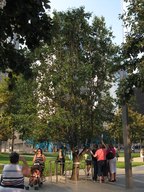 Survivor Tree, September 11 Memorial, World Trade Center, Financial District, Lower Manhattan, September 12, 2011