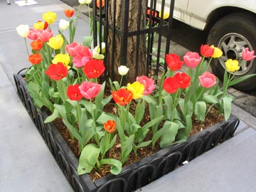 Tulips, East 57th Street Near First Avenue, Midtown Manhattan