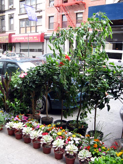 Flower District, West 28th Street Between Sixth and Seventh Avenues, Midtown Manhattan, June 1, 2008