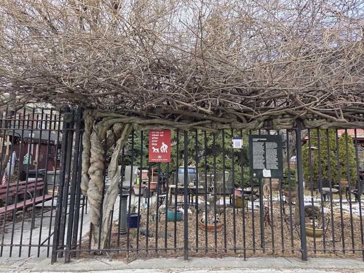 Convent Garden, St. Nicholas Avenue at West 151st Street, Harlem, Manhattan, January 23, 2026