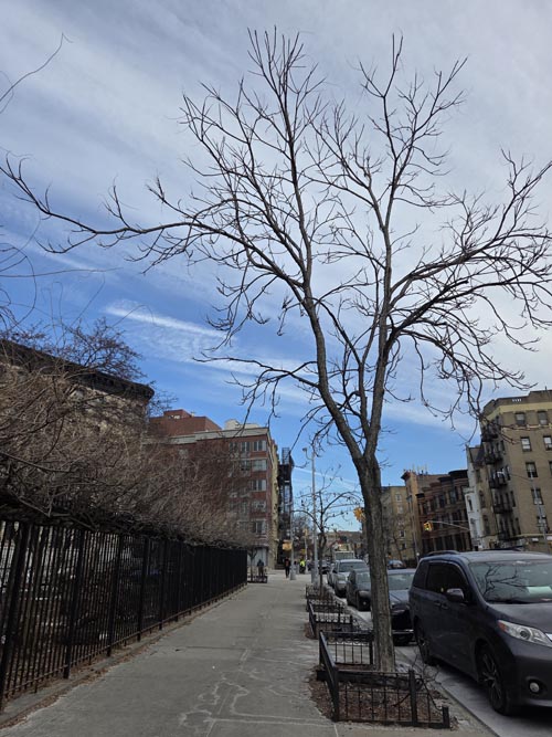 St. Nicholas Avenue at West 151st Street, Harlem, Manhattan, January 23, 2026