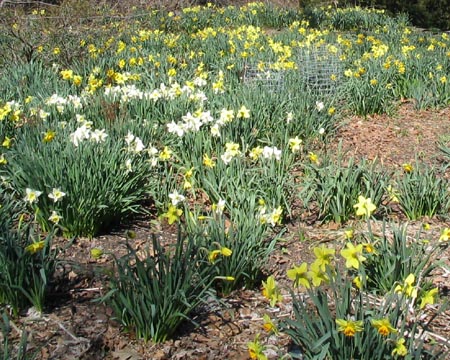 Daffodils, Fort Tryon Park, Washington Heights, Manhattan