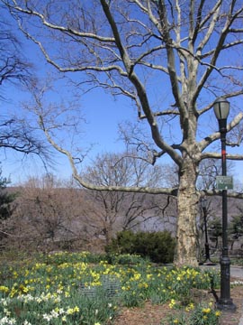Daffodils, Fort Tryon Park, Washington Heights, Manhattan