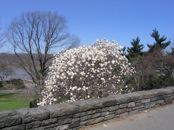 Blooming Dogwood Tree, Fort Tryon Park, Washington Heights, Manhattan