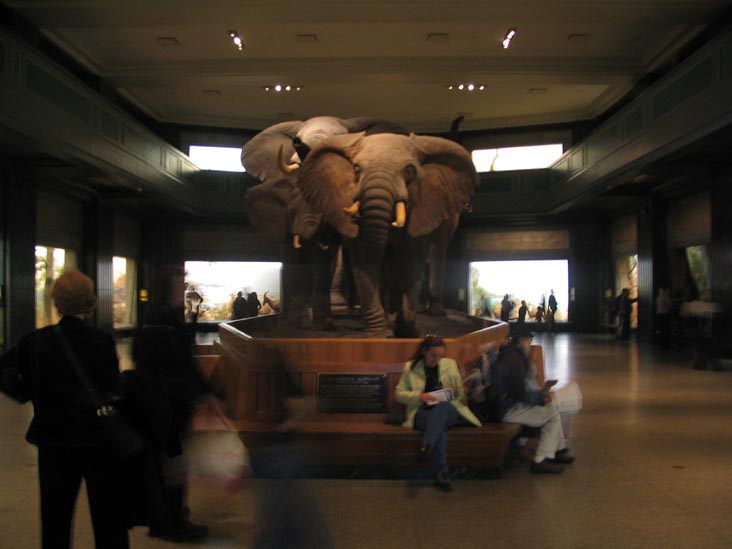 Akeley Hall of African Mammals, American Museum of Natural History, Upper West Side, Manhattan, February 4, 2006