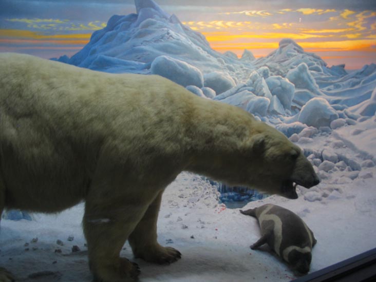Polar Bear, Milstein Hall of Ocean Life, American Museum of Natural History, Upper West Side, Manhattan, February 4, 2006