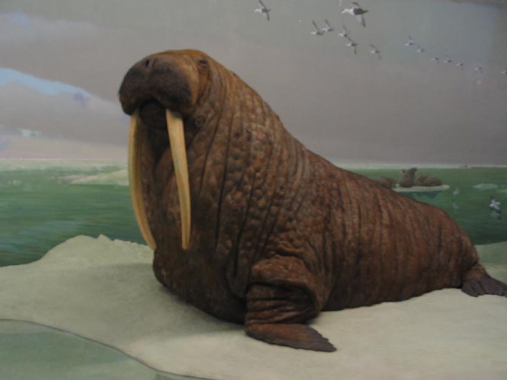 Walrus, Milstein Hall of Ocean Life, American Museum of Natural History, Upper West Side, Manhattan, February 4, 2006