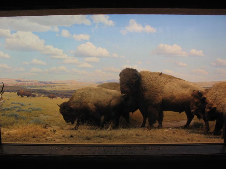 Bison and Pronghorn, North American Mammals, American Museum of Natural History, Upper West Side, Manhattan, February 4, 2006
