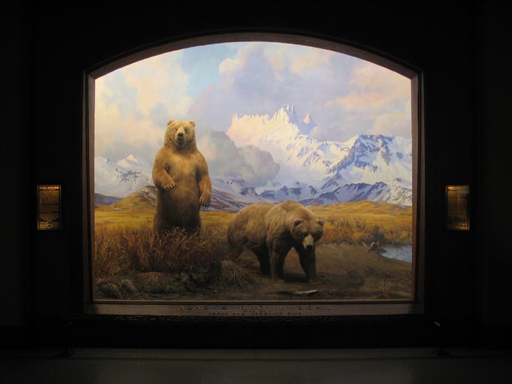 Alaska Brown Bear, North American Mammals, American Museum of Natural History, Upper West Side, Manhattan, February 4, 2006