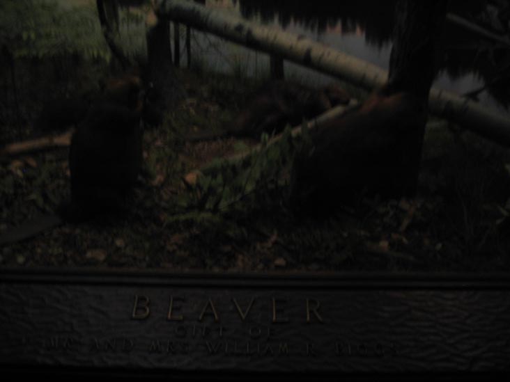 Beaver, North American Mammals, American Museum of Natural History, Upper West Side, Manhattan, February 4, 2006
