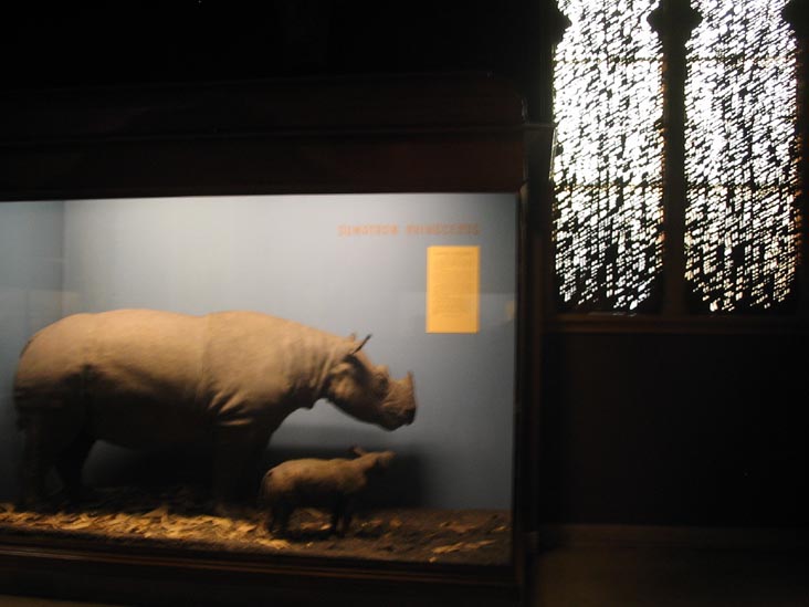 Sumatran Rhinocerous, Hall of Asian Mammals, American Museum of Natural History, Upper West Side, Manhattan, February 4, 2006