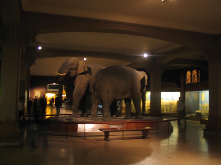 Hall of Asian Mammals, American Museum of Natural History, Upper West Side, Manhattan, February 4, 2006