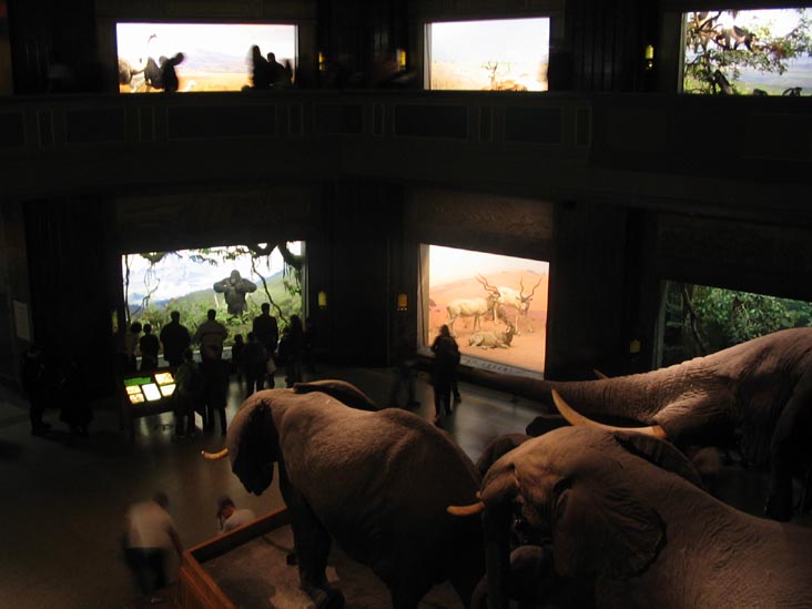 Akeley Hall of African Mammals, American Museum of Natural History, Upper West Side, Manhattan, February 4, 2006