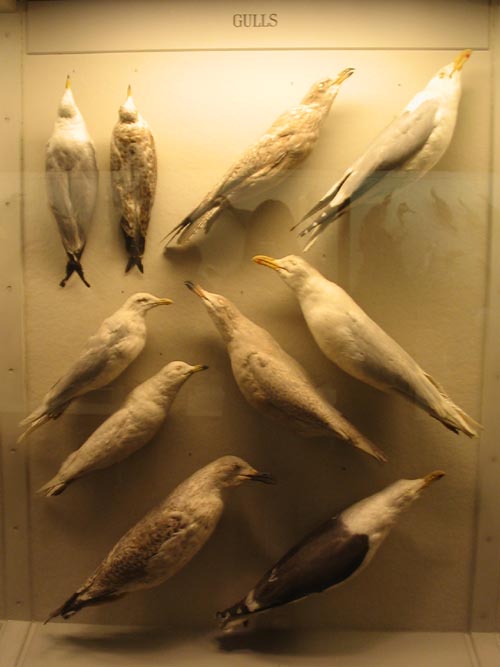 Gulls, Hall of New York City Birds, American Museum of Natural History, Upper West Side, Manhattan, February 4, 2006