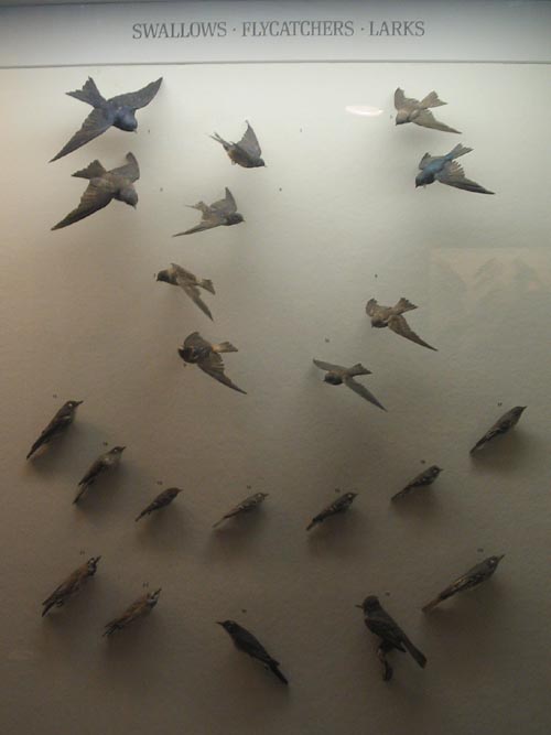 Swallows, Flycatchers and Larks, Hall of New York City Birds, American Museum of Natural History, Upper West Side, Manhattan, February 4, 2006
