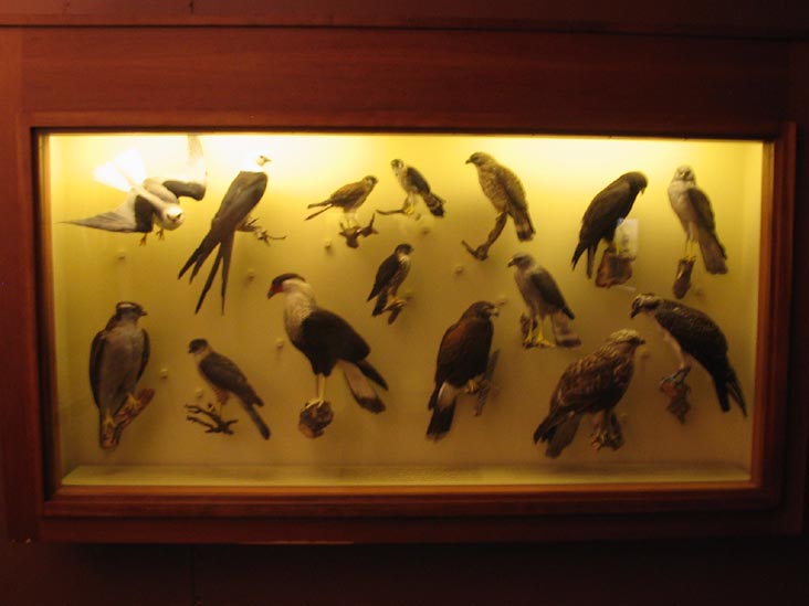 North American Birds, American Museum of Natural History, Upper West Side, Manhattan, February 4, 2006