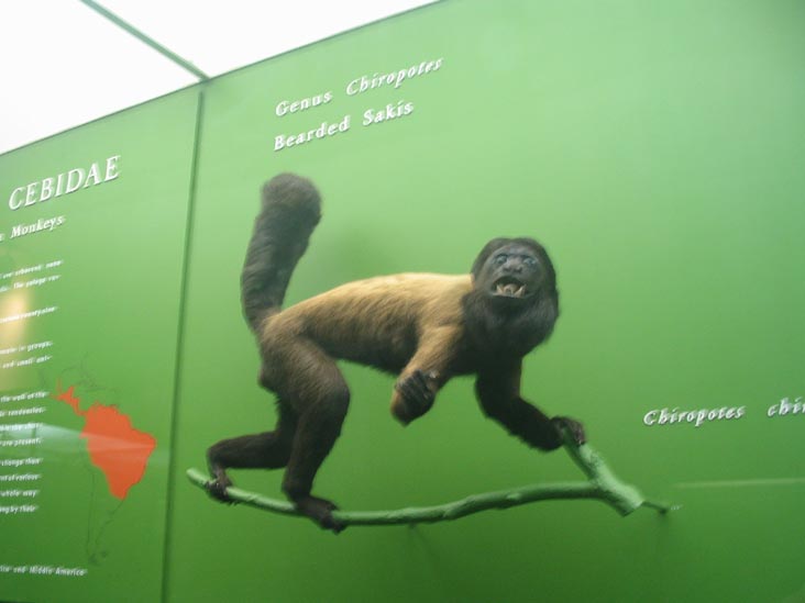 Bearded Sakis, Hall of Primates, American Museum of Natural History, Upper West Side, Manhattan, February 4, 2006
