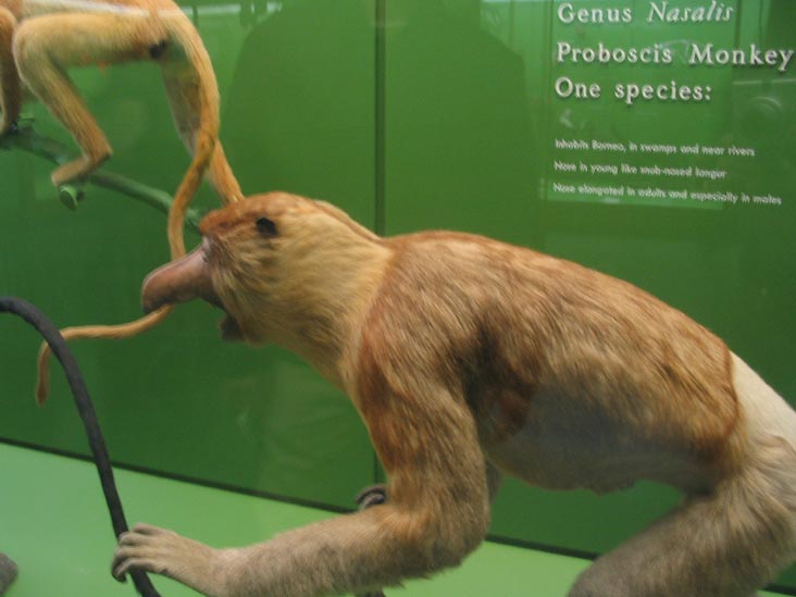 Proboscis Monkey, Hall of Primates, American Museum of Natural History, Upper West Side, Manhattan, February 4, 2006