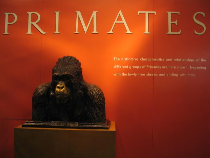 Hall of Primates, American Museum of Natural History, Upper West Side, Manhattan, February 4, 2006